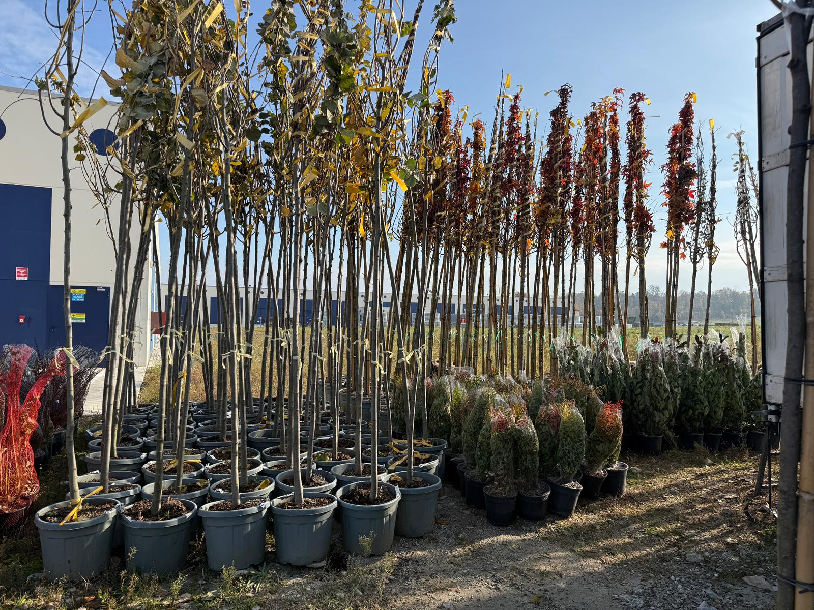 tecnoprato-piantumazione-basso-alto-fusto-pagina